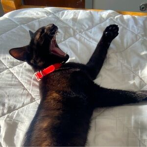 Meet your Posher, Adi